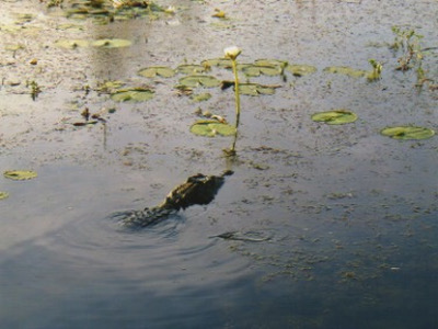 Kakadu National Park - Krokodil