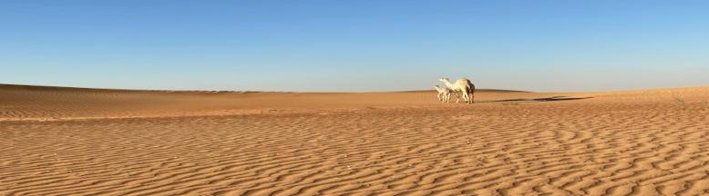 Panoramaaufnahme Wüste