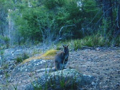 Freycinet National Park- Känguru