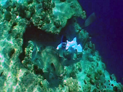 Napoleonfisch Napoleonfisch
